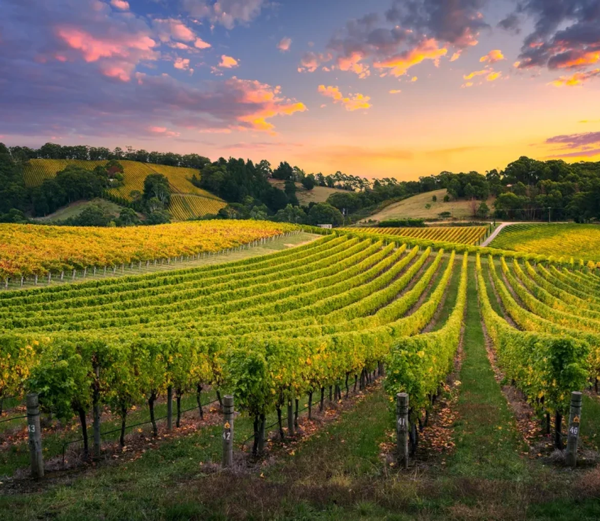 Rolling vineyard hills under vibrant sunset
