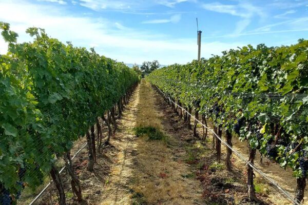 Vineyard walkway bordered by grape-laden trellises