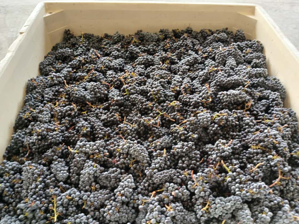 Harvested dark wine grapes in plastic bin