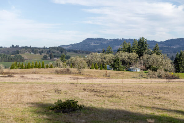 Open grassy field with trees and hills